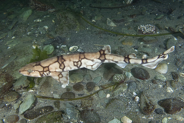 Chain catshark, Scyliorhinus retifer aka Chain dogfish. Biology Diagrams